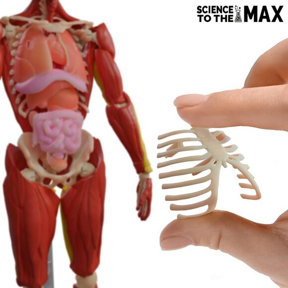 14” Tall 60 Piece Fully Poseabl Removable Muscles Organs Interactive Hum… - Picture 7 of 7